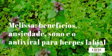 melissa benefícios — folhas verdes aromáticas de Melissa officinalis com flores brancas