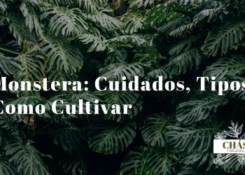 monstera cuidados — folhas fenestradas de monstera deliciosa em vaso de interior