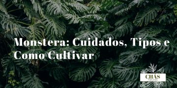 monstera cuidados — folhas fenestradas de monstera deliciosa em vaso de interior