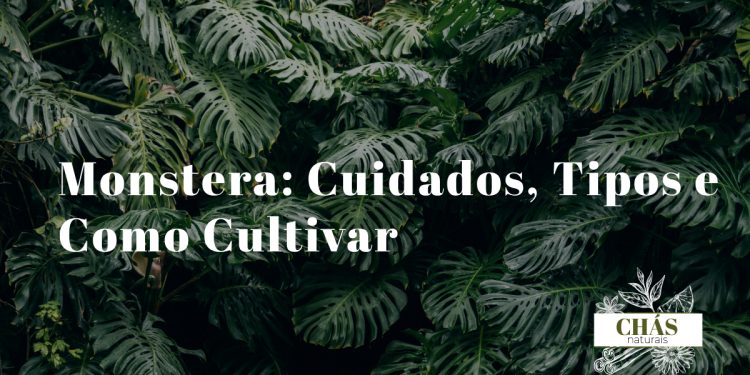 monstera cuidados — folhas fenestradas de monstera deliciosa em vaso de interior