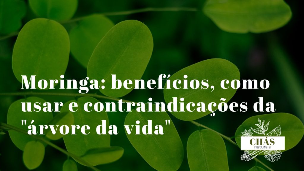 moringa benefícios — folhas frescas de Moringa oleifera e pó verde de moringa em fundo natural
