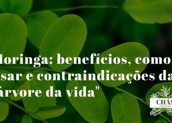moringa benefícios — folhas frescas de Moringa oleifera e pó verde de moringa em fundo natural