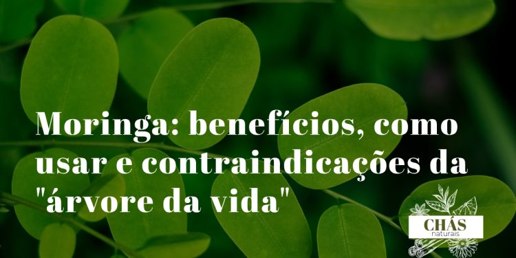 moringa benefícios — folhas frescas de Moringa oleifera e pó verde de moringa em fundo natural