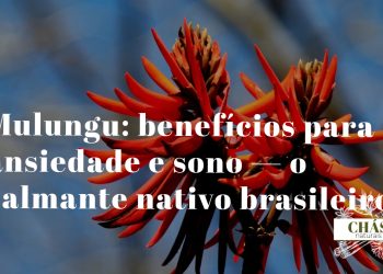 mulungu benefícios — flores laranjas da árvore Erythrina mulungu em floração