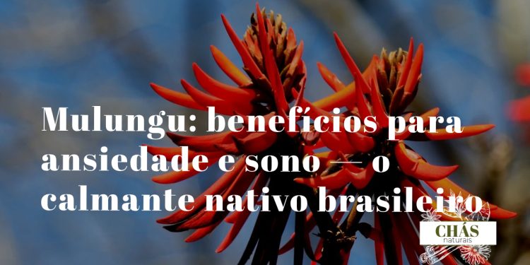 mulungu benefícios — flores laranjas da árvore Erythrina mulungu em floração