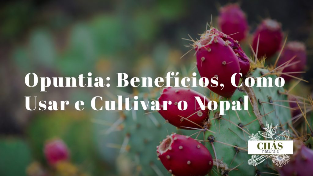 opuntia benefícios — cacto nopal Opuntia ficus-indica com figos-da-índia maduros coloridos