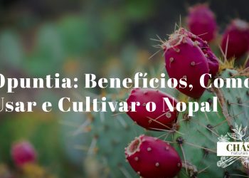 opuntia benefícios — cacto nopal Opuntia ficus-indica com figos-da-índia maduros coloridos