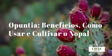 opuntia benefícios — cacto nopal Opuntia ficus-indica com figos-da-índia maduros coloridos