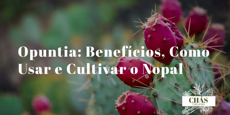 opuntia benefícios — cacto nopal Opuntia ficus-indica com figos-da-índia maduros coloridos