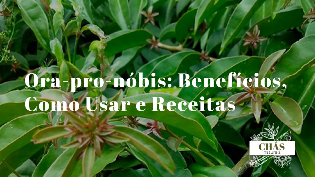 ora-pro-nóbis benefícios — folhas suculentas de Pereskia aculeata cacto trepador