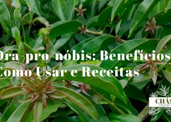 ora-pro-nóbis benefícios — folhas suculentas de Pereskia aculeata cacto trepador