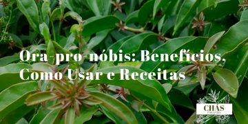 ora-pro-nóbis benefícios — folhas suculentas de Pereskia aculeata cacto trepador