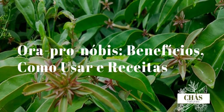 ora-pro-nóbis benefícios — folhas suculentas de Pereskia aculeata cacto trepador