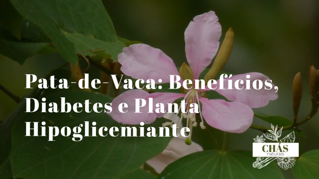 pata-de-vaca benefícios — folhas bilobadas de Bauhinia forficata planta medicinal brasileira