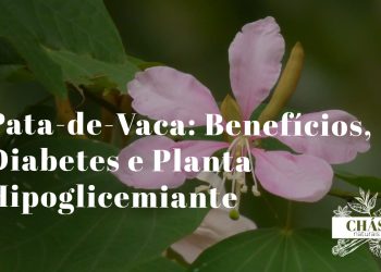 pata-de-vaca benefícios — folhas bilobadas de Bauhinia forficata planta medicinal brasileira