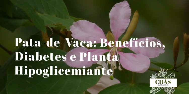 pata-de-vaca benefícios — folhas bilobadas de Bauhinia forficata planta medicinal brasileira