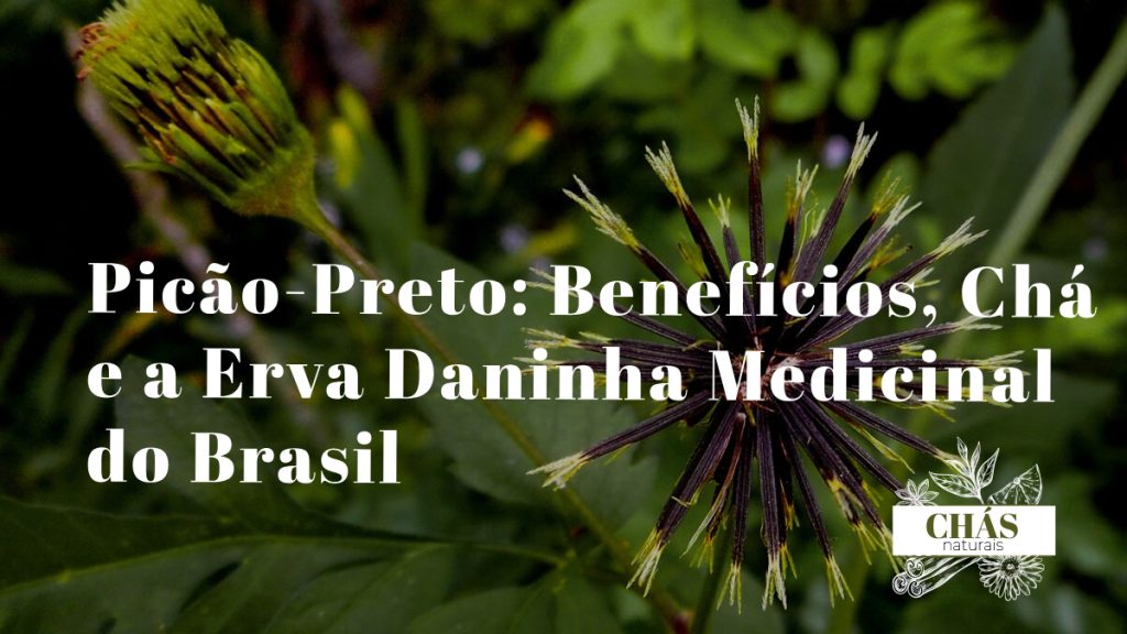 picão-preto benefícios — planta Bidens pilosa com flores amarelas em terreno baldio brasileiro