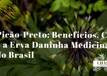picão-preto benefícios — planta Bidens pilosa com flores amarelas em terreno baldio brasileiro