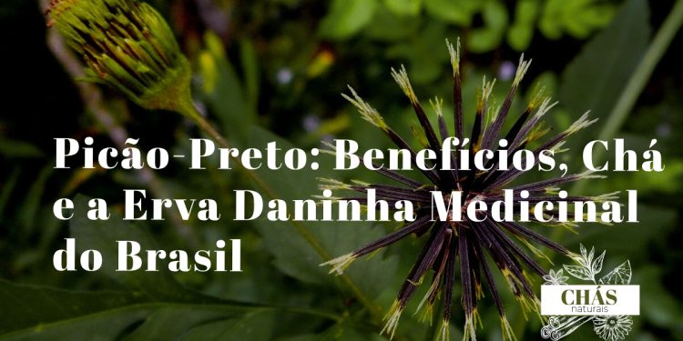 picão-preto benefícios — planta Bidens pilosa com flores amarelas em terreno baldio brasileiro