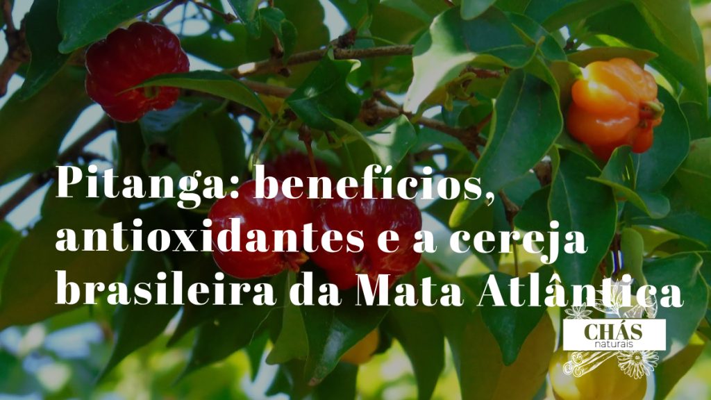 pitanga benefícios — frutos vermelhos de Eugenia uniflora na pitangueira brasileira
