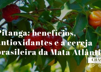 pitanga benefícios — frutos vermelhos de Eugenia uniflora na pitangueira brasileira