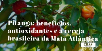 pitanga benefícios — frutos vermelhos de Eugenia uniflora na pitangueira brasileira