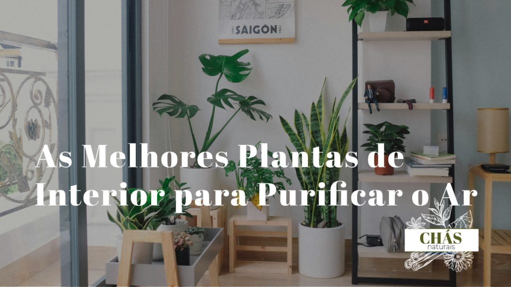 plantas de interior para purificar o ar — espada-de-são-jorge jiboia lírio-da-paz e dracena em sala