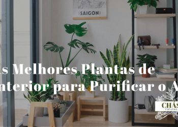 plantas de interior para purificar o ar — espada-de-são-jorge jiboia lírio-da-paz e dracena em sala