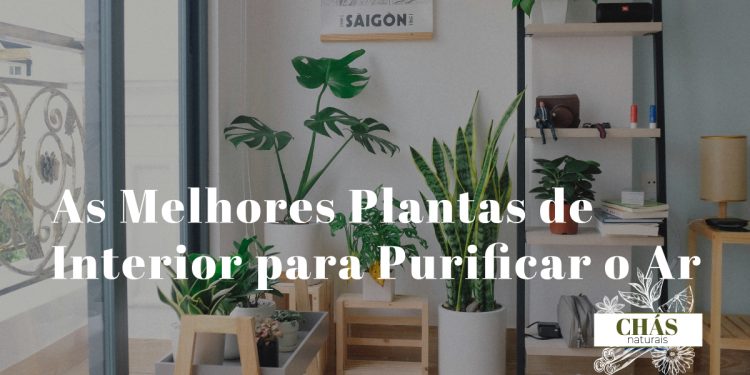 plantas de interior para purificar o ar — espada-de-são-jorge jiboia lírio-da-paz e dracena em sala