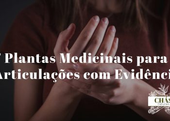 plantas medicinais para articulações — cúrcuma gengibre boswellia e sucupira para saúde articular