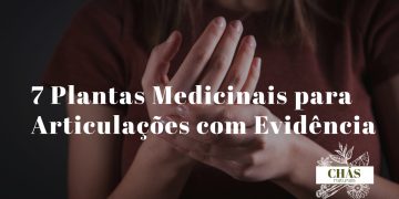 plantas medicinais para articulações — cúrcuma gengibre boswellia e sucupira para saúde articular