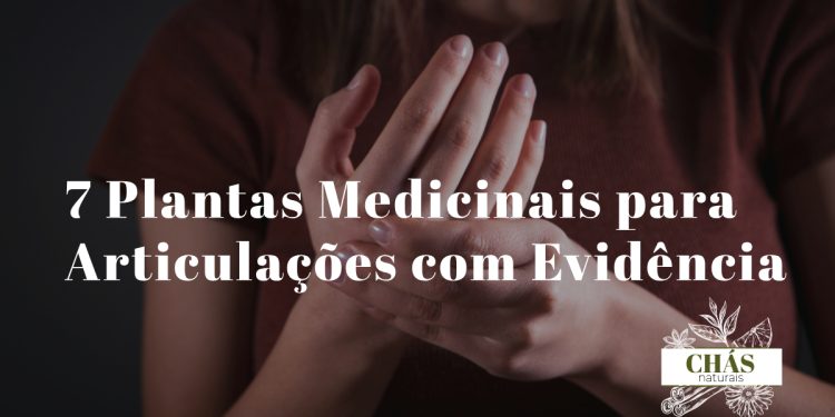 plantas medicinais para articulações — cúrcuma gengibre boswellia e sucupira para saúde articular
