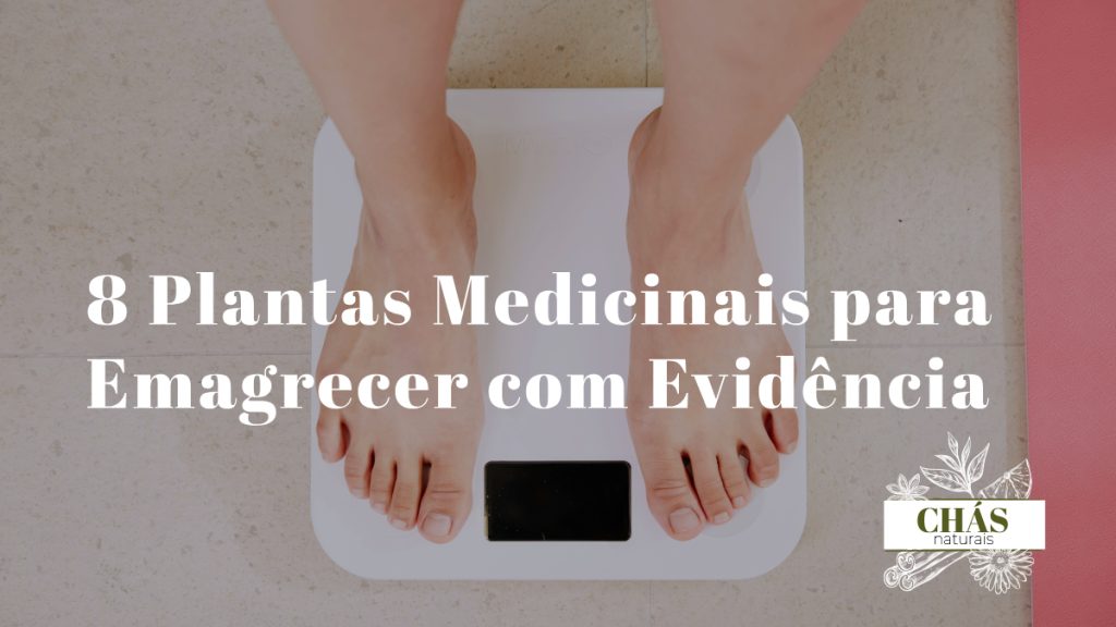 plantas medicinais para emagrecer — seleção de ervas e especiarias termogénicas naturais