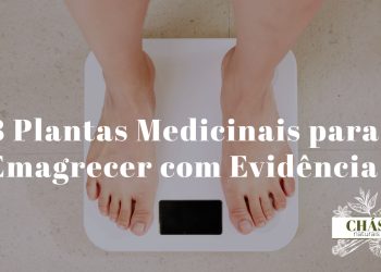 plantas medicinais para emagrecer — seleção de ervas e especiarias termogénicas naturais