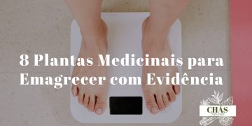 plantas medicinais para emagrecer — seleção de ervas e especiarias termogénicas naturais