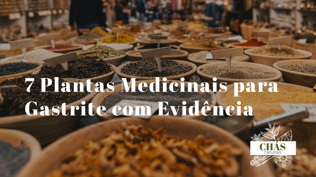 plantas medicinais para gastrite — espinheira-santa malva aloe vera e ervas digestivas naturais
