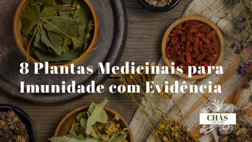 plantas medicinais para imunidade — equinácea alho gengibre e ervas imunoestimulantes naturais