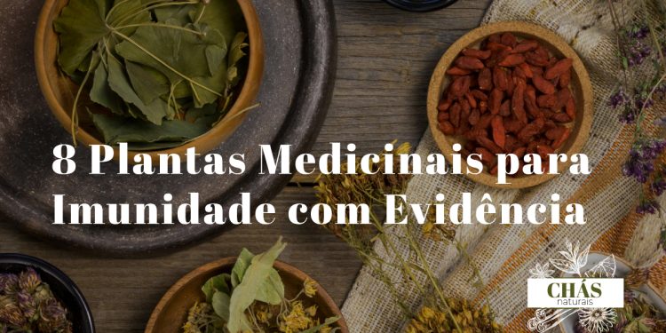 plantas medicinais para imunidade — equinácea alho gengibre e ervas imunoestimulantes naturais