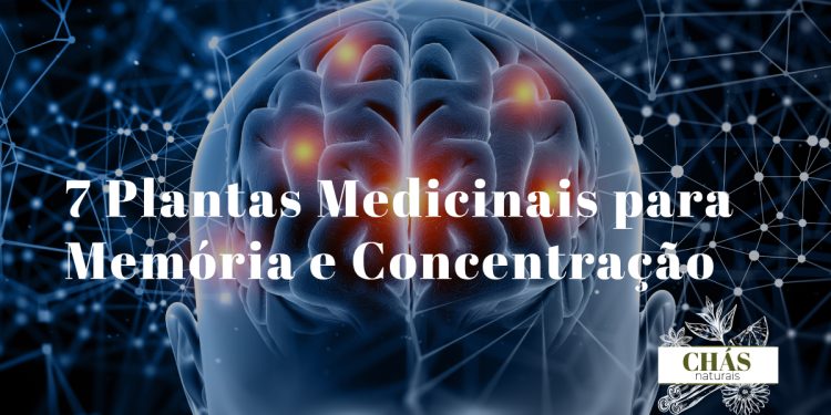plantas medicinais para memória — ginkgo biloba lion's mane bacopa e ervas cognitivas naturais