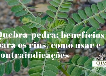 quebra-pedra benefícios — planta Phyllanthus niruri com folhas pequenas e hastes finas