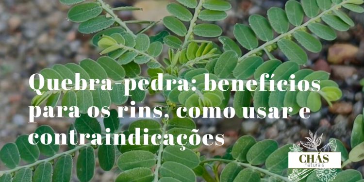 quebra-pedra benefícios — planta Phyllanthus niruri com folhas pequenas e hastes finas