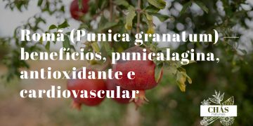 romã benefícios — frutos vermelhos de Punica granatum cortados a mostrar os bagos e a polpa