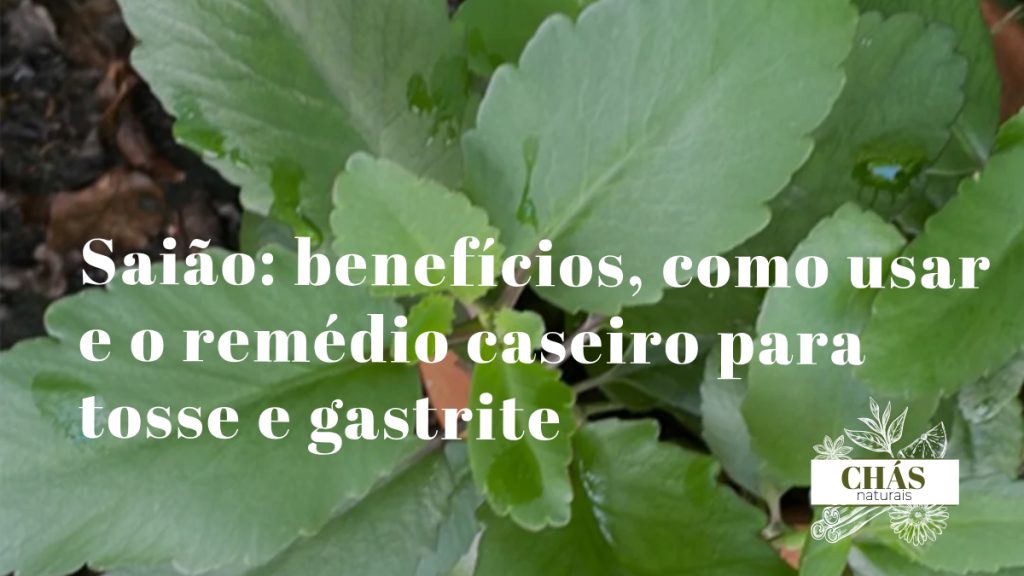 saião benefícios — folhas suculentas da Kalanchoe pinnata planta medicinal brasileira
