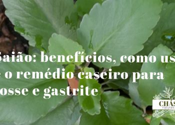 saião benefícios — folhas suculentas da Kalanchoe pinnata planta medicinal brasileira