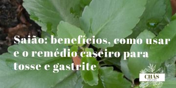saião benefícios — folhas suculentas da Kalanchoe pinnata planta medicinal brasileira