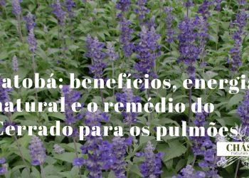 sálvia benefícios — folhas aveludadas de Salvia officinalis com flores lilases