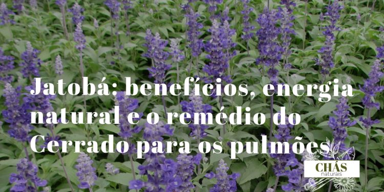 sálvia benefícios — folhas aveludadas de Salvia officinalis com flores lilases