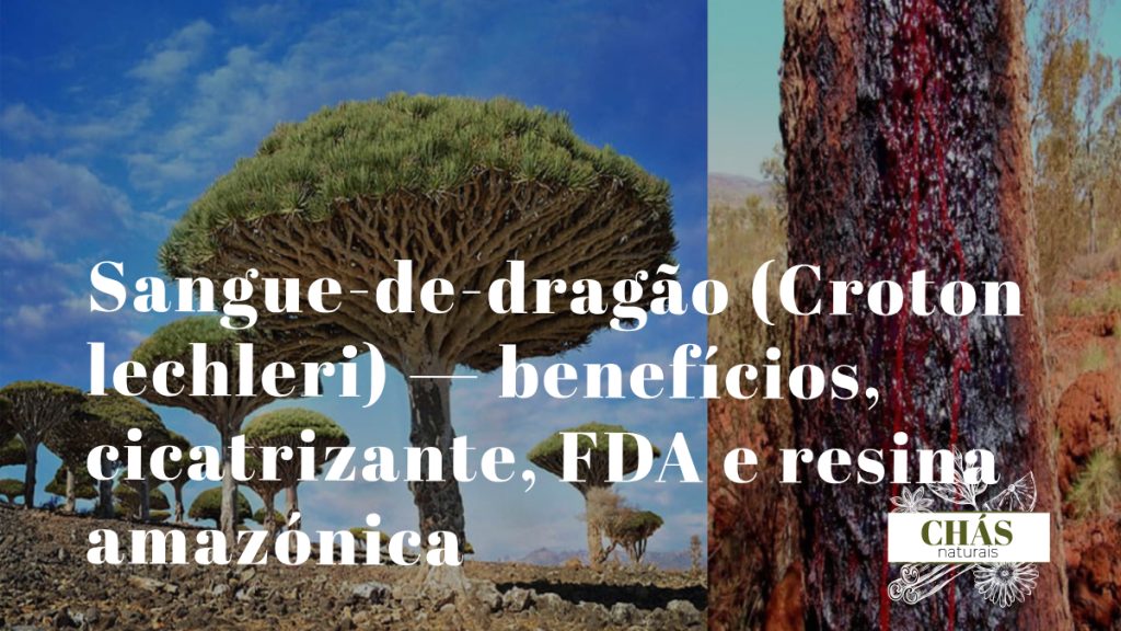 sangue-de-dragão benefícios — seiva vermelha de Croton lechleri a escorrer do tronco cortado