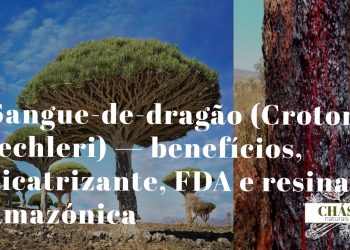 sangue-de-dragão benefícios — seiva vermelha de Croton lechleri a escorrer do tronco cortado