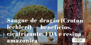 sangue-de-dragão benefícios — seiva vermelha de Croton lechleri a escorrer do tronco cortado